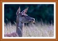 Oeil de biche-border